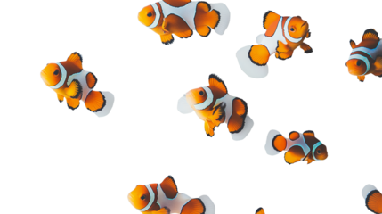 a group of clown fish swimming against a on a transparent background, PNG image, PNG file, Generative art.