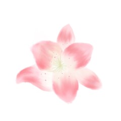 pink rose isolated on white for you