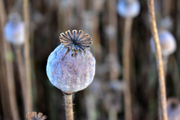 Details of ripe poppy heads. Dry poppies and stems, close-up view.