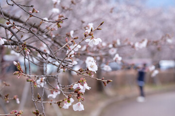 Cherry Blossom Garden in Spring