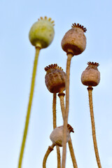 Details of ripe poppy heads. Dry poppies and stems, close-up view. Combination with green plant.