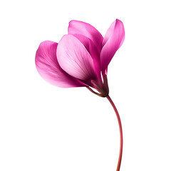 Fototapeta premium a pink flower on a transparent background, PNG image, PNG file, Generative art.