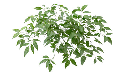 Obraz premium a green plant on a transparent background, PNG image, PNG file, Generative art.