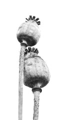 Details of ripe poppy heads. Dry poppies and stems, close-up view. Black and white photo.