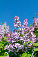 Blooming lilac bush against the background of beautiful blue sky