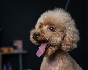 Freshly groomed poodle in a grooming salon. 