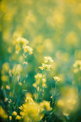 Close-Up of Mustard Flowers in Dreamy Yellow-Green Bokeh