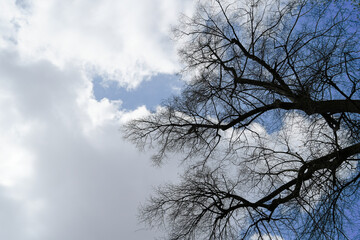 Bare tree branch silhouettes against dramatic cloudy blue sky. Atmospheric visual representing concepts of winter dormancy, waiting for spring or nature patterns