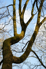 Curving mossy tree trunk with bare branch silhouette against cloudy blue sky. Atmospheric visual representing concepts of resilience, nature structure or winter scenes
