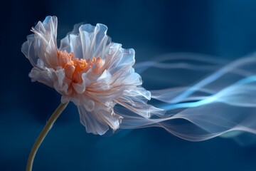 Elegant flower in motion against blue background with dreamy airy effect and delicate highlights