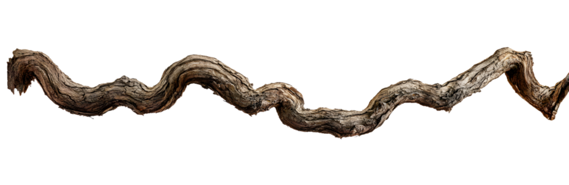 A vine with rugged texture that is twisted and dry is isolated on a white background.