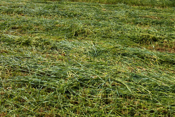 Freshly Cut Ryegrass Fodder Drying on Field – Nutrient-Rich Forage for Livestock Feeding, Sustainable Agriculture and Haymaking in Rural Grassland or Pasture. High quality photography