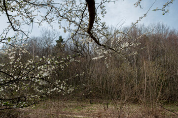 Close up of spring flowering cherry tree branch