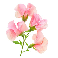 Sweet Pea isolated on white background