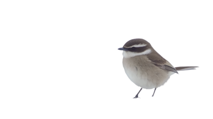 a little bird sitting on top of a branch on a transparent background, PNG image, PNG file, Generative art.