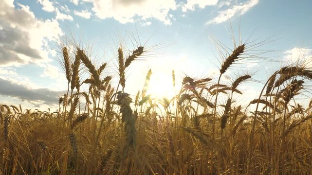 Golden wheat fields sway under warm sun, agriculture plays vital role providing food world, wheat agricultural crop grown regions, farmer work hard grow harvest wheat, bright sky beauty rural