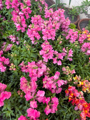 Colorful Snapdragon Flowers Blooming in a Garden