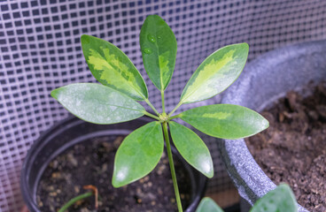 A small potted schefflera plant with leaves that have green and yellow mottled patterns on the leaf surface