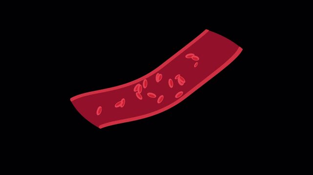 Red blood cells flowing in a blood vessel transparent background 2d animation