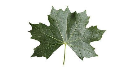 a single green leaf isolated on a transparent background, PNG image, PNG file, Generative art.