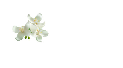 Naklejka premium white flowers on a transparent background, PNG image, PNG file, Generative art.