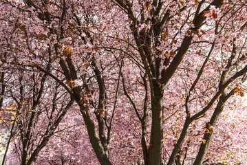 Pink cherry blossom trees on a sunny spring day