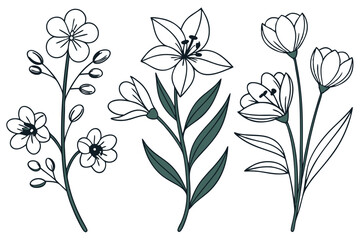 flower vector set