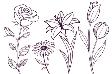Set of flower vector