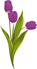 bouquet of flowers with purple tulips and green leaves; vector graphics; spring flowers