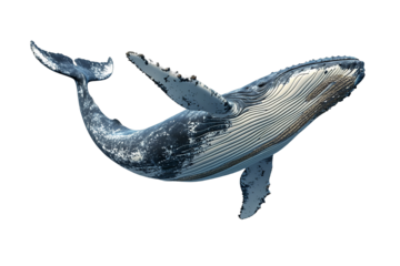 a large humpback whale in the ocean on a transparent background, PNG image, PNG file, Generative art.