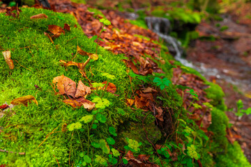 Wildflowers Blooming by a Mountain Stream