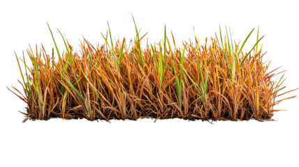 PNG of Golden and green rice plants showcasing a rich harvest during the peak growing season.