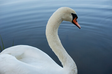 portrait of the head of a swan eating food on the shore