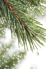 Obraz premium Pine Branch with Raindrops Close Up Nature Photography