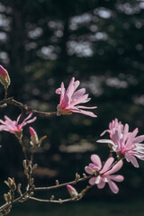 Blooming branches of pink Magnolia Loebneri 