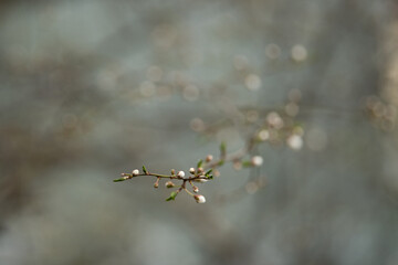 A slender branch with tiny buds rests gently against a softly blurred natural backdrop. The early...