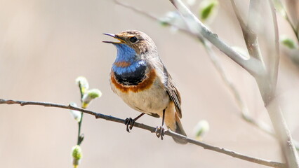 robin on branch