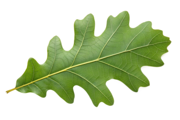 Isolated vibrant green foliage image for botanical study and nature designs use on transparent background