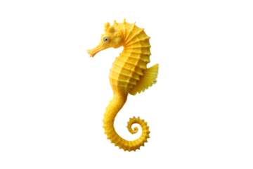 Isolated vibrant seahorse image for marine life enthusiasts and oceanographers use on transparent background