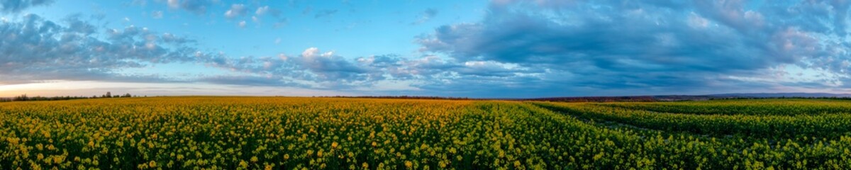Obraz premium A panorama of golden rapeseed. Rain cloud over the yellow flowers of cultivated canola fields during the golden hour.