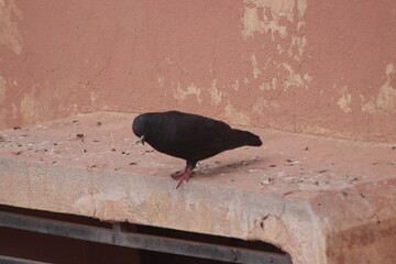A black pigeon perched on a house © Oualid