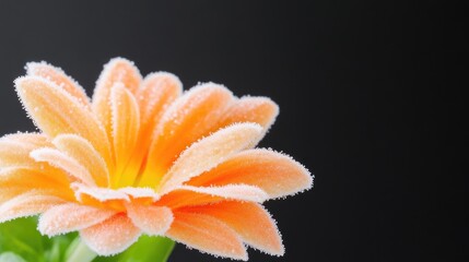 Close-up of a vibrant orange flower with a frosty texture.  Frosted petals, detailed view