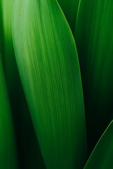Green Foliage: A close-up captures the lush textures and vivid hues of plant leaves, showcasing nature's beauty and intricate details.