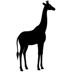 Fototapeta premium giraffe isolated on white background