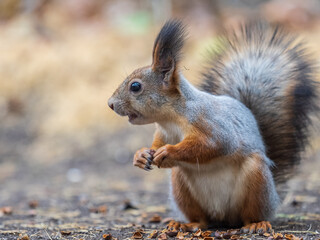 Squirrel in autumn hides nuts on the green grass with fallen yellow leaves
