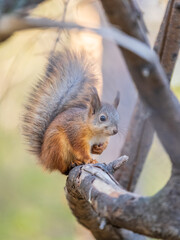 Squirrel sits on a branch in Autumn park