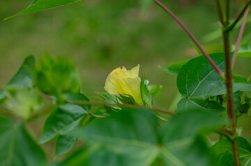 Fleur de coton / Le cotonnier, Gossypium