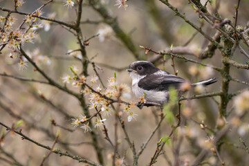 Long-tailed tit (Aegithalos caudatus). Young tit perched still among thorns and flowers of blooming bush. Flowering spring hedge in forest edge. The curious glance emphasizes soft fluffiness.