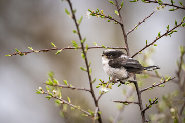 Long-tailed tit (Aegithalos caudatus). Juvenile tit perched among budding branches with wide-eyed look. Sparse spring shrubbery. The soft light and posture give a sense of quiet curiosity.