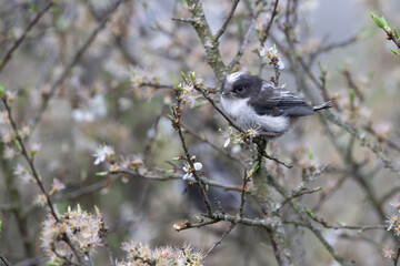 Fototapeta premium Long-tailed Tit (Aegithalos caudatus). A juvenile tit remains motionless on a thin blooming branch. Early spring hedge. Its fluffy body and alert stare radiate innocence.